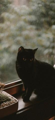 Black Cat iPhone X Wallpaper