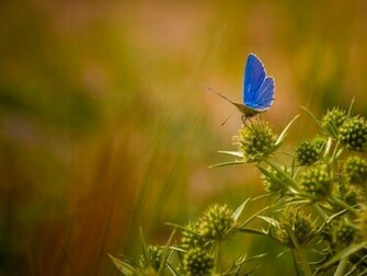 Beautiful Butterflies Wallpaper