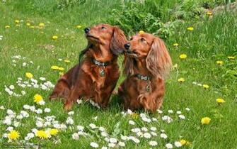 Wallpaper Dogs Summer Nature Desktop In The
