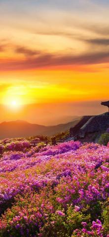 Flower Mountain Nature Landscape Sunset Scnery 4k Wallpaper