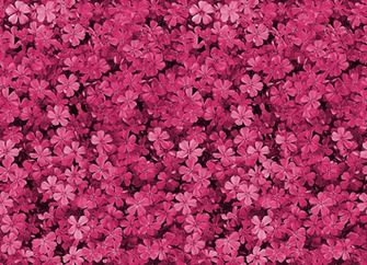 Pink Flowers Background Pretty Background