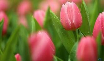 Wallpaper Pink Tulips X Desktop And