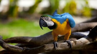 Macaw Parrot Nice Picture Sa Wallpaper
