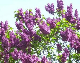 Lilacs In Bloom HD Walls Find Wallpaper