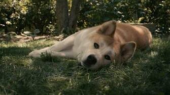 Akita HD Wallpaper Background