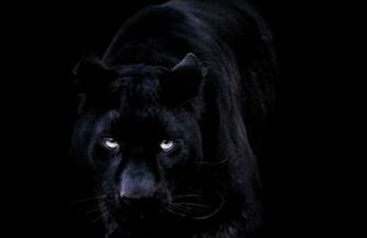 Black Jaguar Wallpaper Top Background