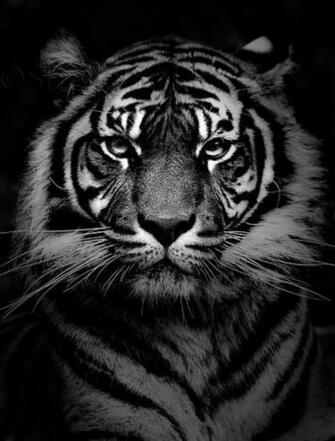 Sumatran Tiger In Black And White Photo Sheila Smart Photos At