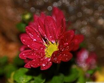 Muito Bom Flor Vetor