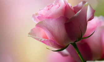 Rose X Wallpaper