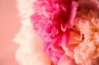 Peonies Wallpaper By Olliesky