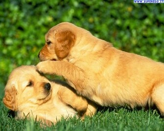 Sfondi Cani Wallpaper Golden Retriever