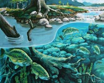 Black Bass Photo Jpg