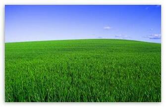 Deep Green Spring HD Wallpaper For Standard Fullscreen Uxga