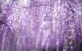 HD Wisteria Wallpaper