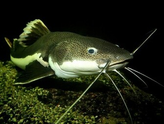 Catfish Wallpaper