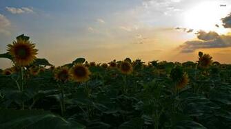 Sunflower Field Wallpaper