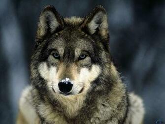 Wallpaper Grey Wolf X Desktop And