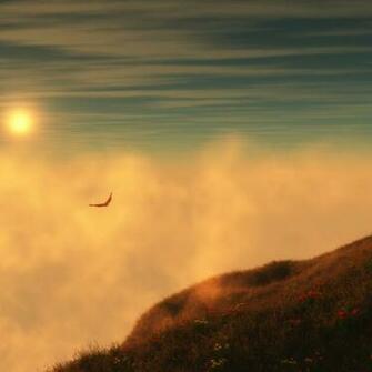 Bird Wallpaper