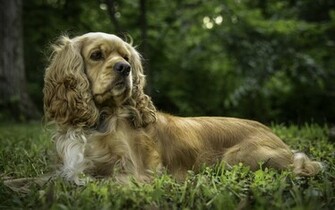 Cocker Spaniel Dog Posing Wallpaper Photos Pictures