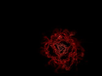 Red Rose With Black Background