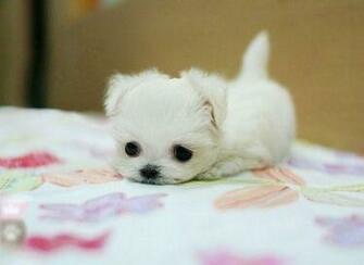Posted By Sarkat Sari At Am Labels Puppies Teacup