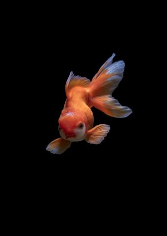 Fish Wallpaper HD Hq