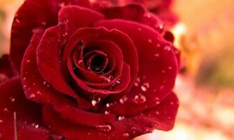 Rose Wallpaper Screenshot