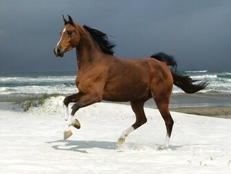 Horse Wallpaper Wild Horses Photos Animal Photo