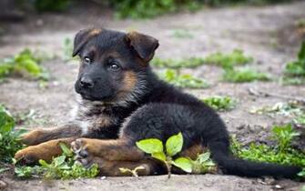 German Shepherd Puppy Wallpaper