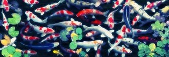 Related Pictures Koi Fish Wallpaper Desktop Background