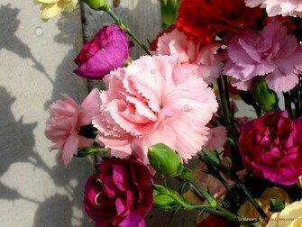 Pretty Flowers Wallpaper Background