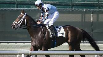 Jockey And Horse After Race