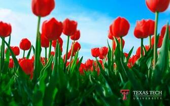 Texas Tech University Wallpaper