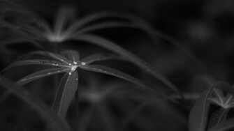 Monochrome Wallpaper