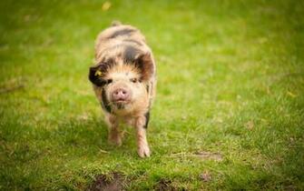 Wallpaper Pig Nature Background Animals