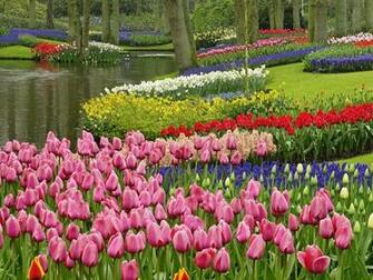 Spring Tulip Garden In The Park Wallpaper Magic4walls