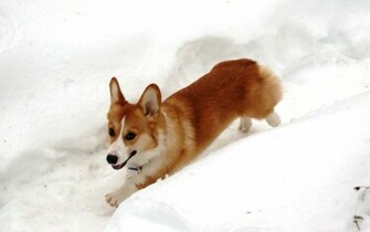 Corgi Runing Wallpaper Welsh