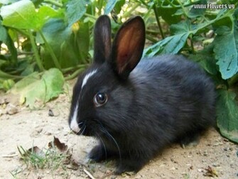 The Black White Rabbit Wallpaper Me