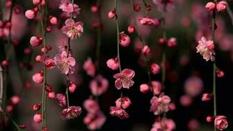 Pink Wallpaper Flowers Spring