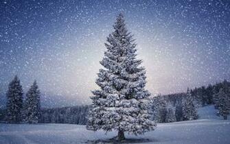 Beautiful Christmas Tree Wallpaper