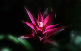 Wallpaper Mit Der Roten Bl Te Einer Bromelie Die Steht Im