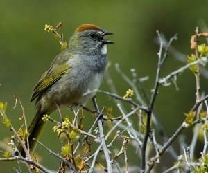Sparrow 1080p Best HD Wallpaper