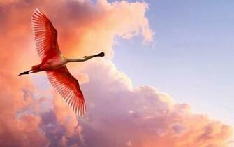 Spoonbill Flamingos Wallpaper The Roseate