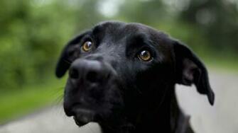 Black Dog