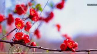 Bunches Of Small Red Flowers Wallpaper