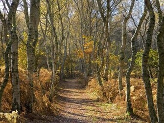 New Autumn Forest Nature Wallpaper