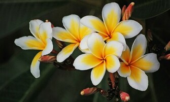 Plumeria Frangipani HD Wallpaper High Definition