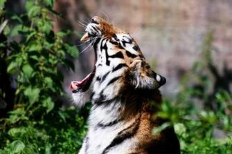 Desktop HD Wallpaper S Angry Tiger