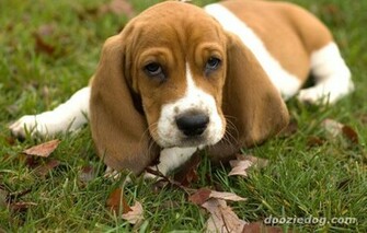 Basset Hound Puppy High Resolution Wallpaper Dogbreedswallpaper