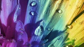 Rainbow Flower Wallpaper
